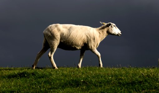 Grassland Horn Grazing Pasture