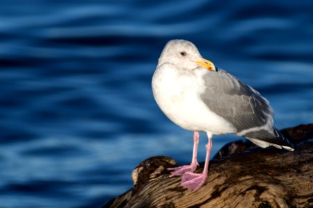 Bird Gull Seabird Beak photo