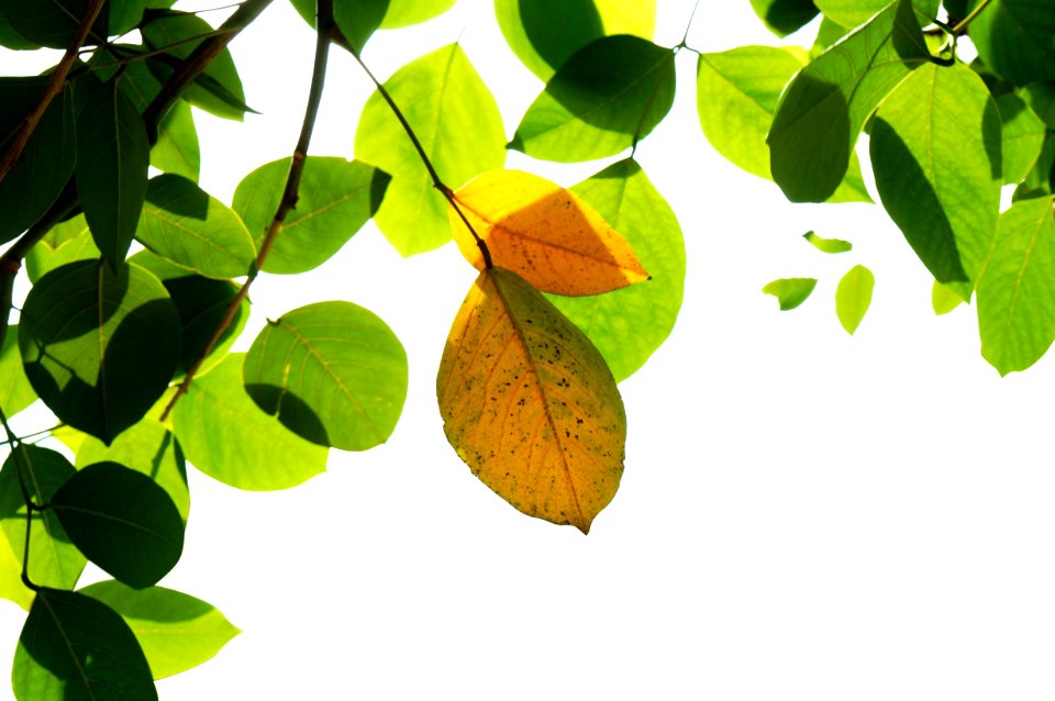 Leaf Plant Branch Tree