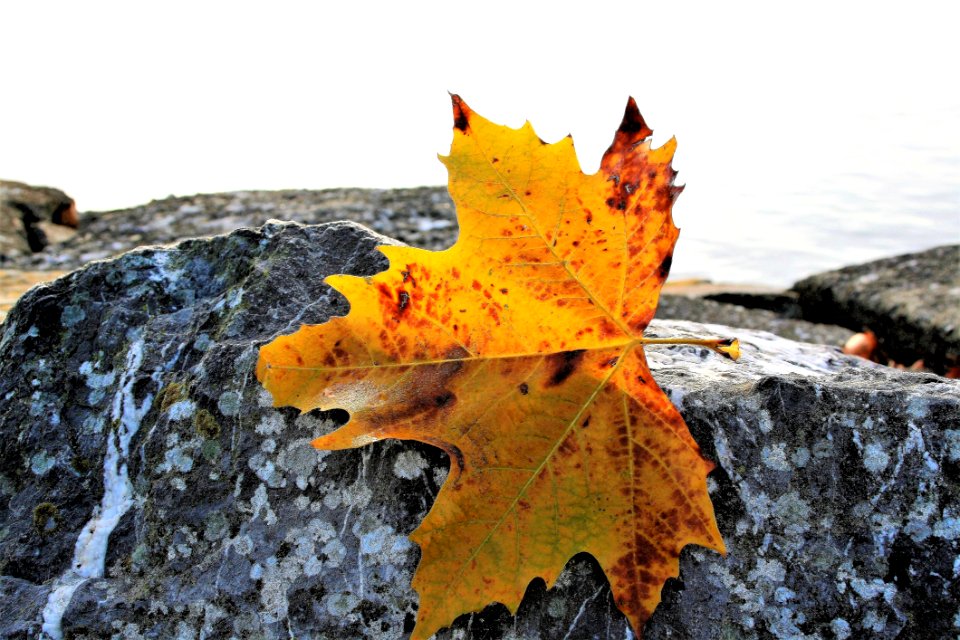 Leaf Maple Leaf Autumn Tree
