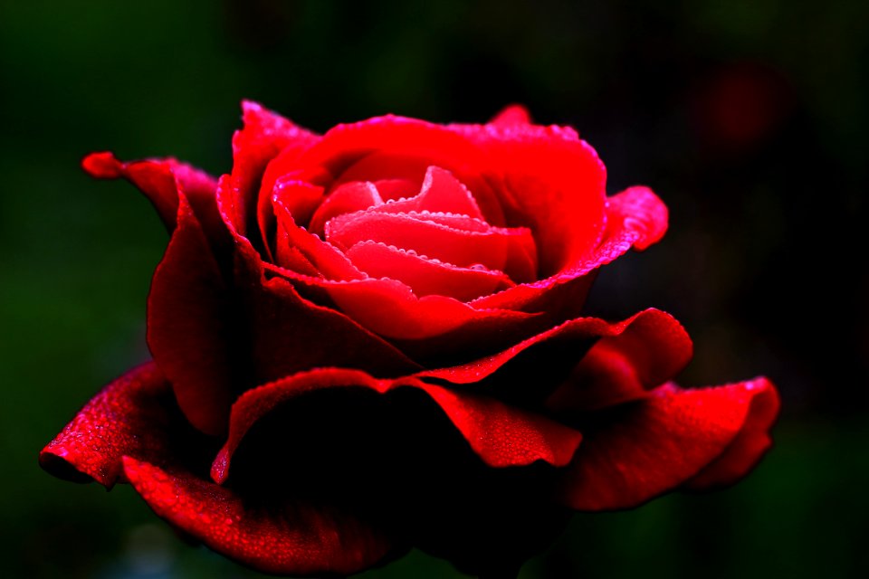 Red Rose Garden Roses Rose Family