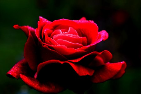 Red Rose Garden Roses Rose Family