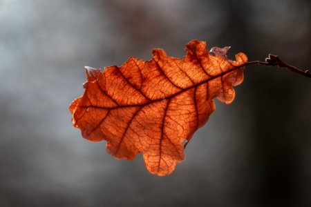 Leaf Macro Photography Close Up Twig