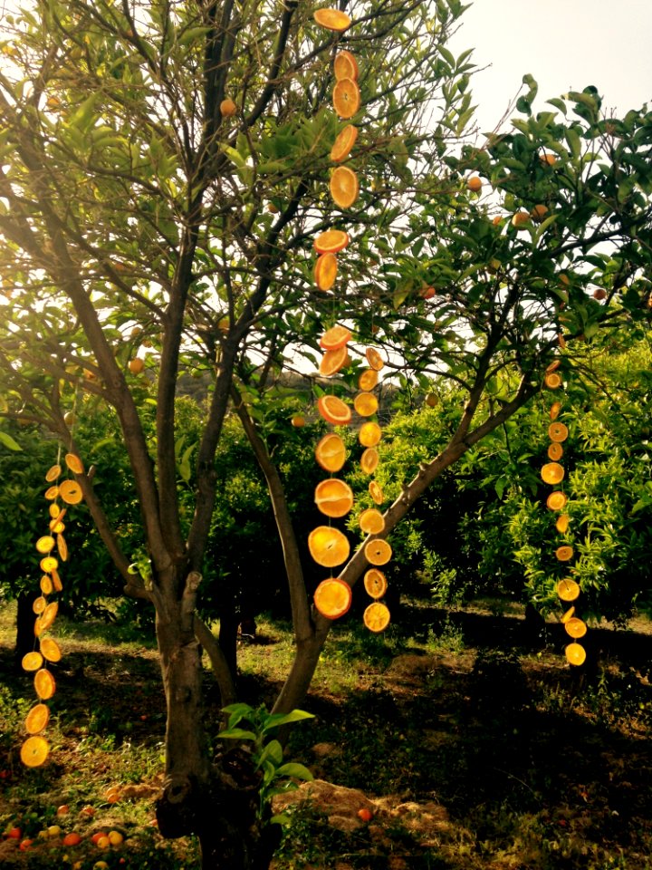 Tree Plant Branch Autumn