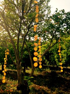 Tree Plant Branch Autumn
