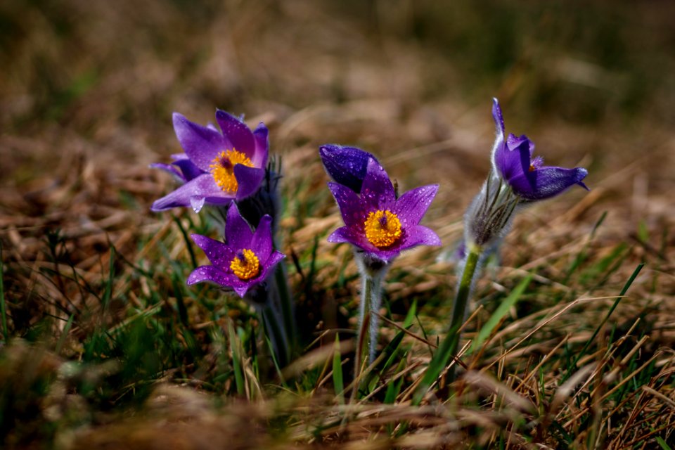 Flower Flora Plant Spring