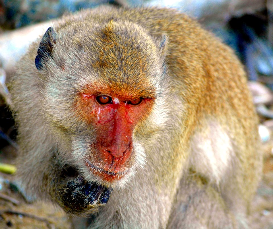 Macaque Mammal Fauna Primate