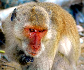 Macaque Mammal Fauna Primate