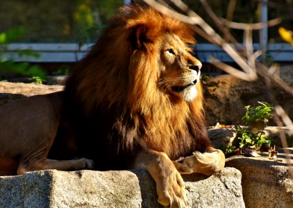 Lion Wildlife Terrestrial Animal Fauna photo