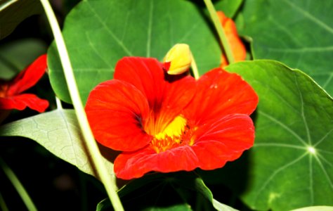 Flower Plant Flora Wildflower