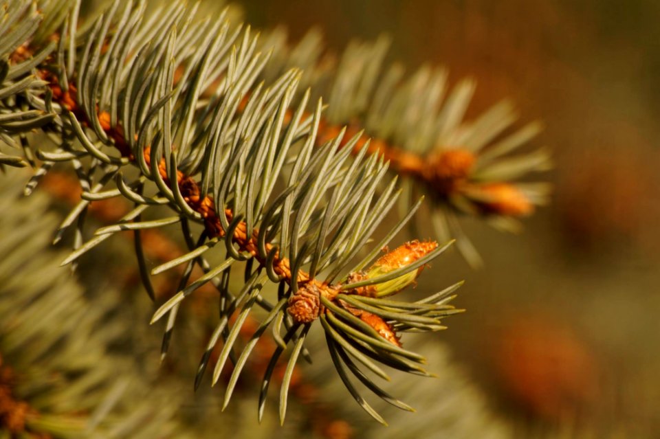 Caterpillar Invertebrate Insect Larva