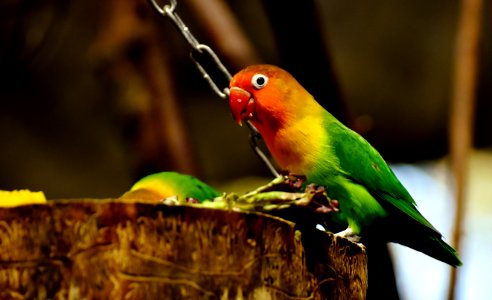 Bird Parrot Beak Parakeet photo