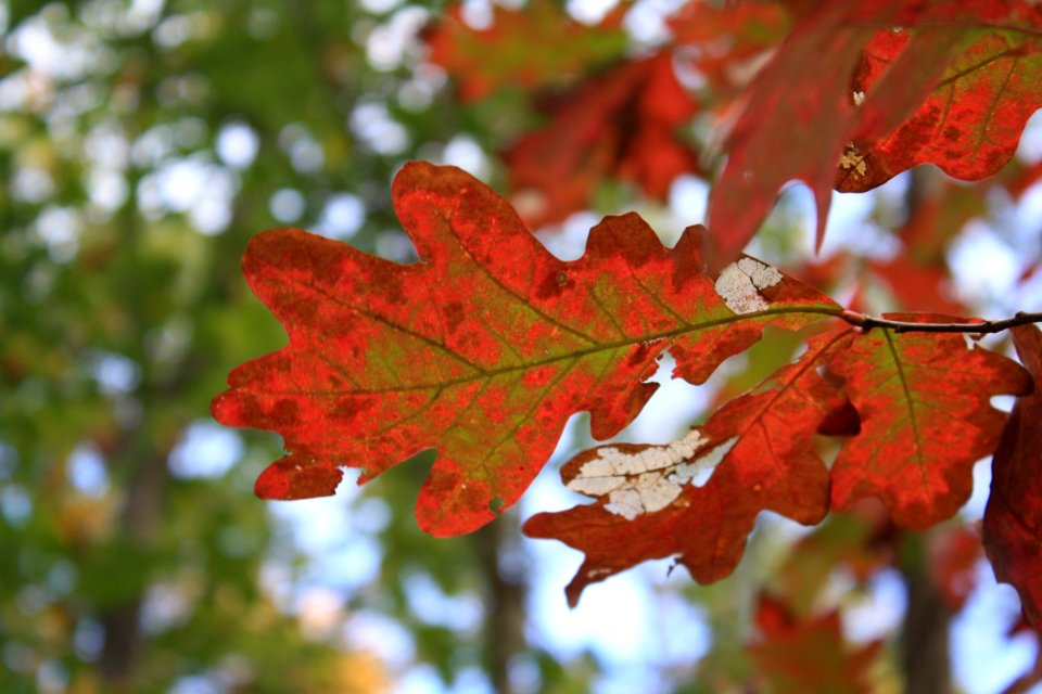 Leaf Autumn Maple Leaf Tree