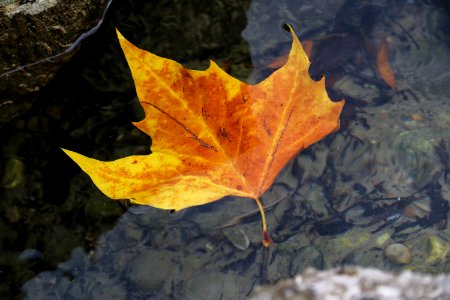Leaf Maple Leaf Autumn Plant