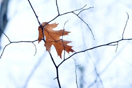 Leaf Branch Tree Twig photo