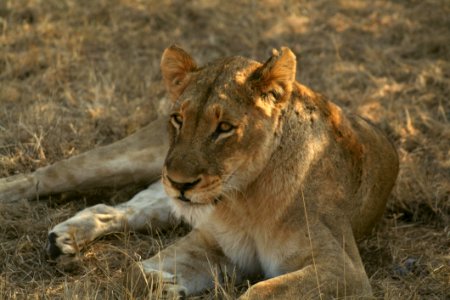Wildlife Lion Terrestrial Animal Mammal photo