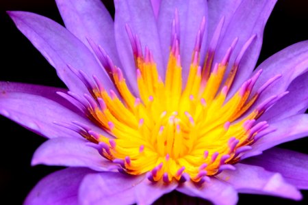 Flower Flora Yellow Purple photo
