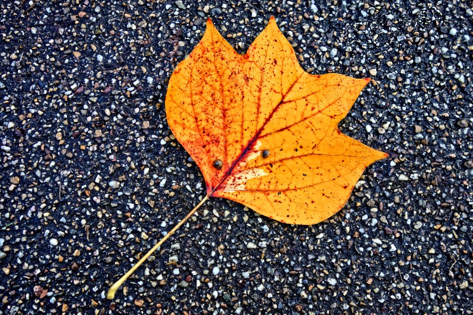 Leaf Plant Maple Leaf Autumn