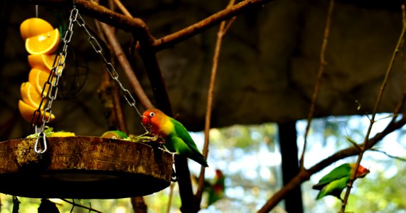 Bird Fauna Beak Parrot photo