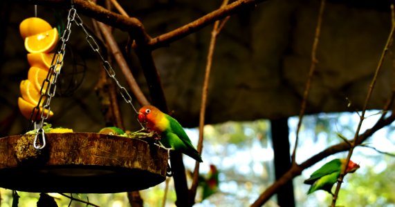 Bird Fauna Beak Parrot