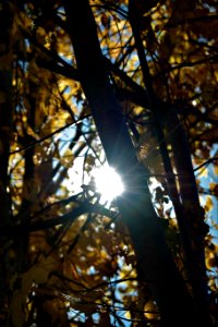 Branch Tree Light Leaf