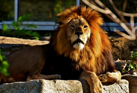 Wildlife Lion Terrestrial Animal Fauna