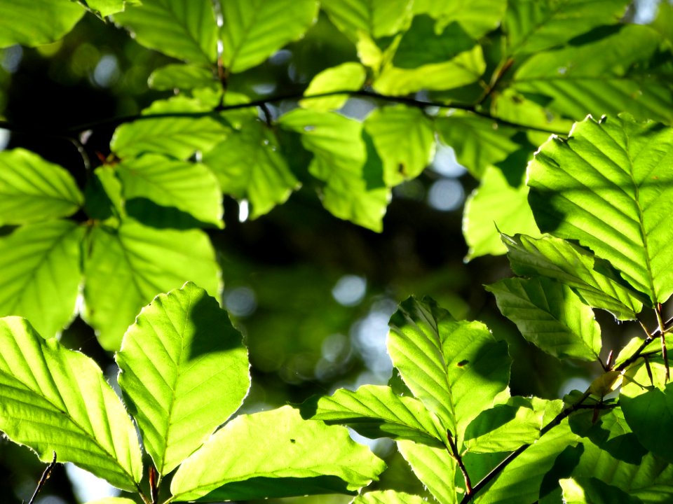 Leaf Vegetation Plant Branch