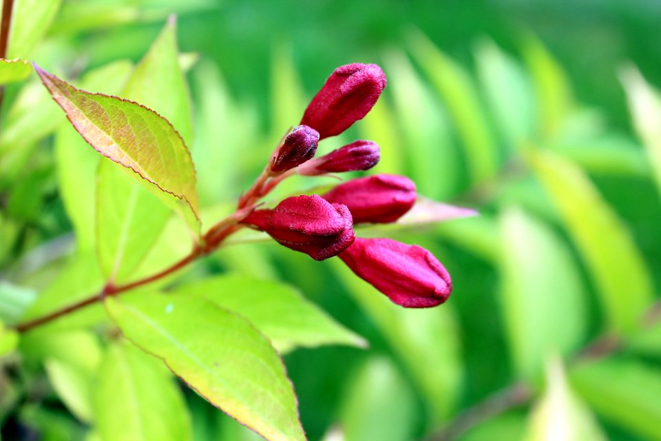 Plant Flora Leaf Bud