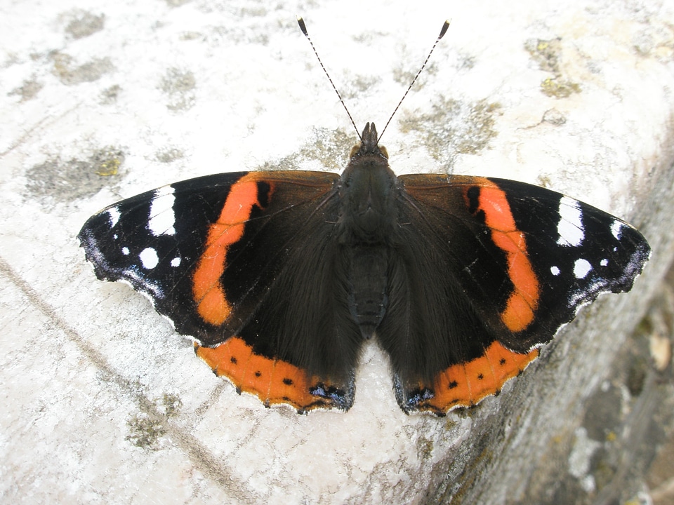 Black orange white insects