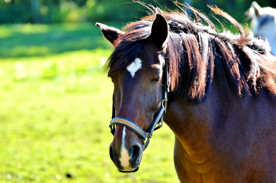 Horse Bridle Halter Mane