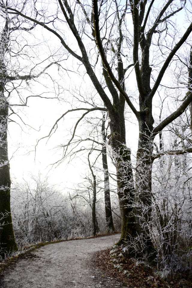 Tree Winter Woody Plant Branch