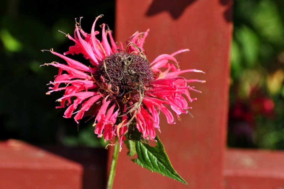 Flower Flora Plant Nectar