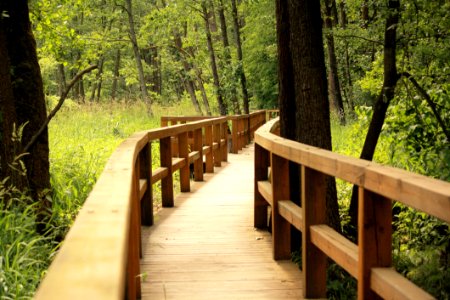 Path Nature Reserve Ecosystem Tree