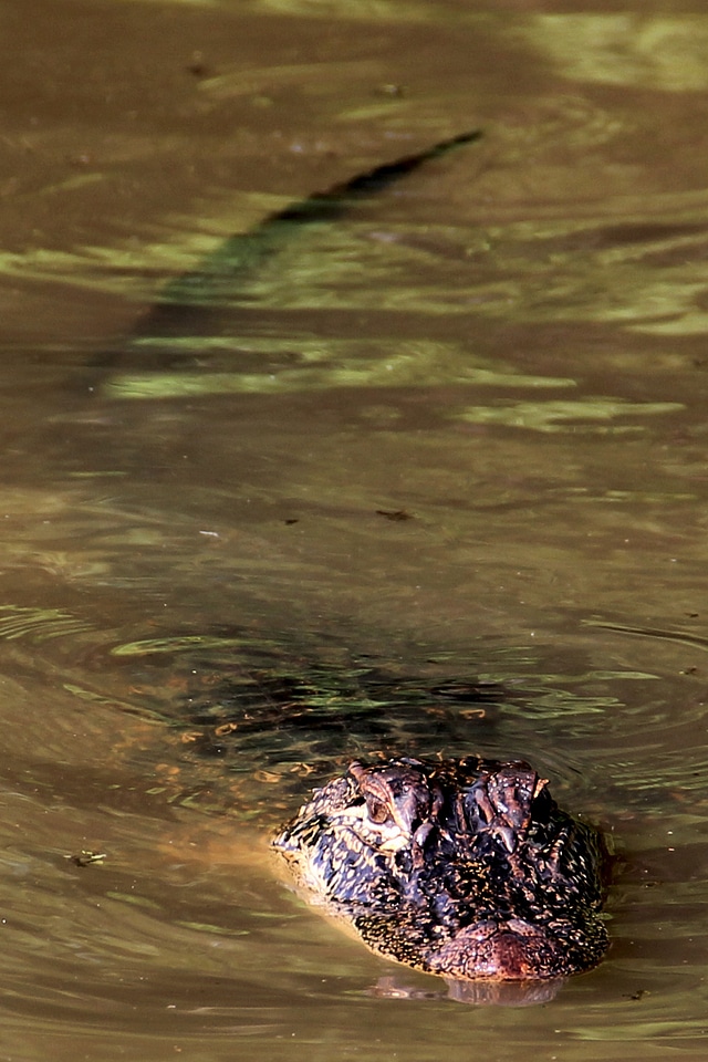 Animal crocodile louisiana