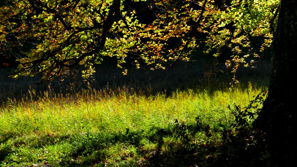 Ecosystem Vegetation Woodland Nature Reserve