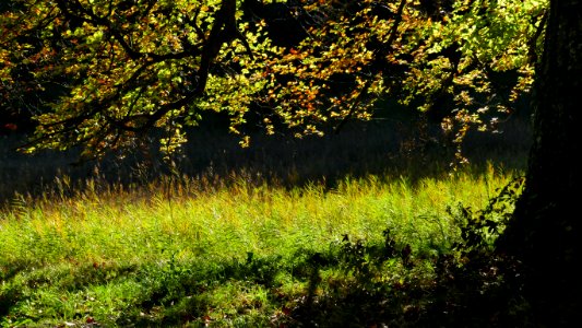 Ecosystem Vegetation Woodland Nature Reserve