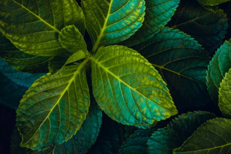Leaf Green Plant Herb