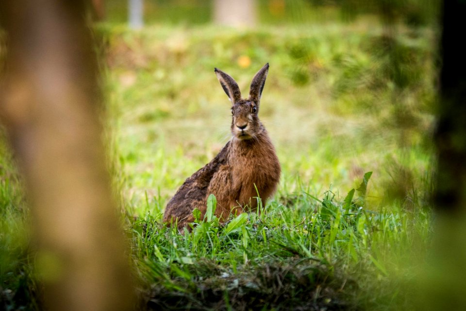 Wildlife Fauna Mammal Hare