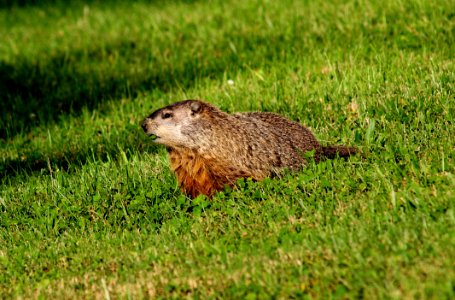 Fauna Mammal Ecosystem Marmot