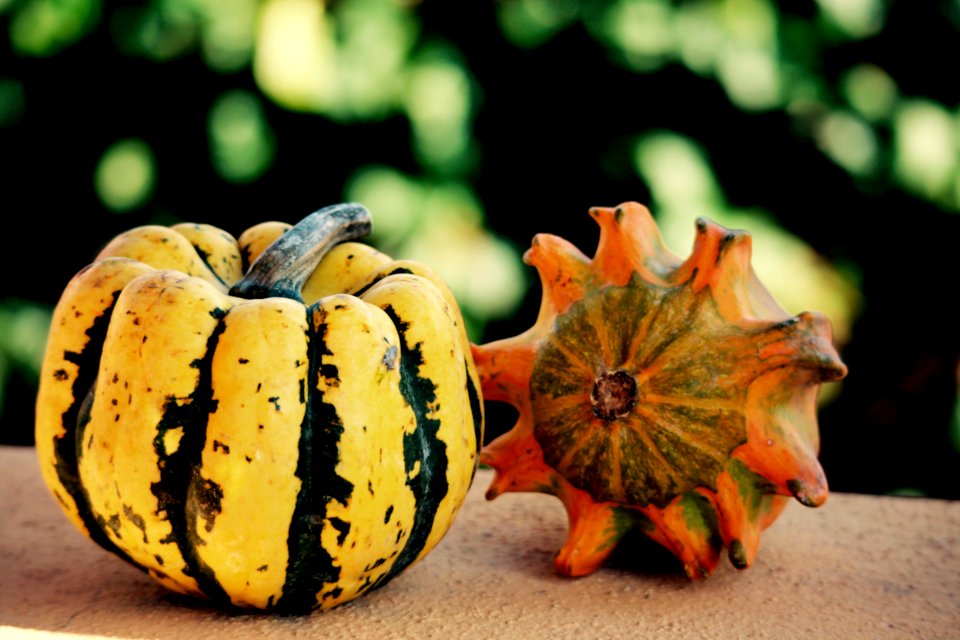 Vegetable Winter Squash Cucurbita Calabaza photo