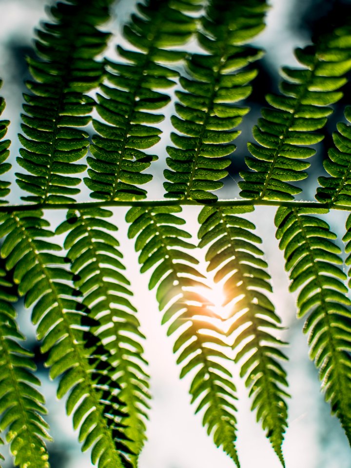 Vegetation Plant Leaf Ferns And Horsetails