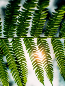 Vegetation Plant Leaf Ferns And Horsetails photo