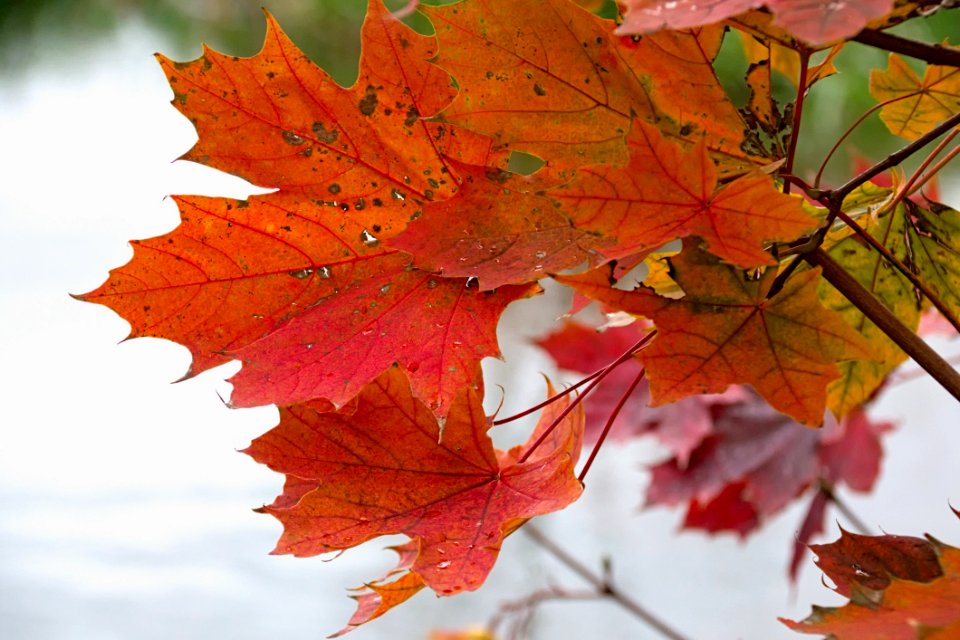 Maple Leaf Leaf Autumn Maple Tree