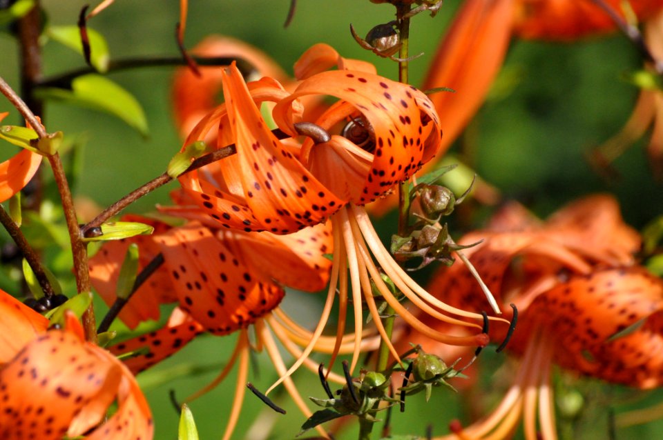Insect Butterfly Invertebrate Flora