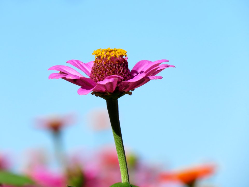 Flower Pink Flora Petal photo