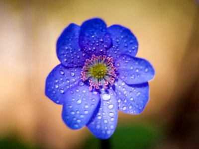 Flower Blue Flora Close Up photo