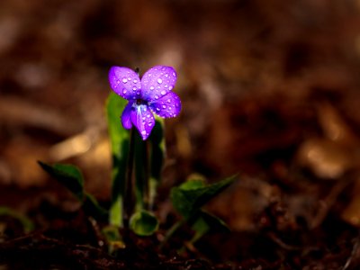 Flora Flower Plant Spring