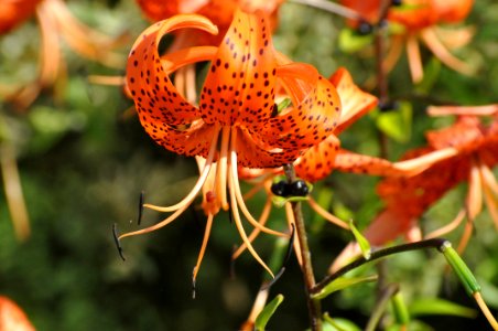 Flower Lily Plant Flora photo