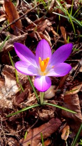 Flower Plant Flora Flowering Plant