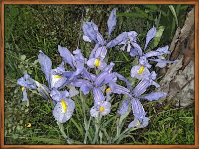 Flower Plant Flowering Plant Flora